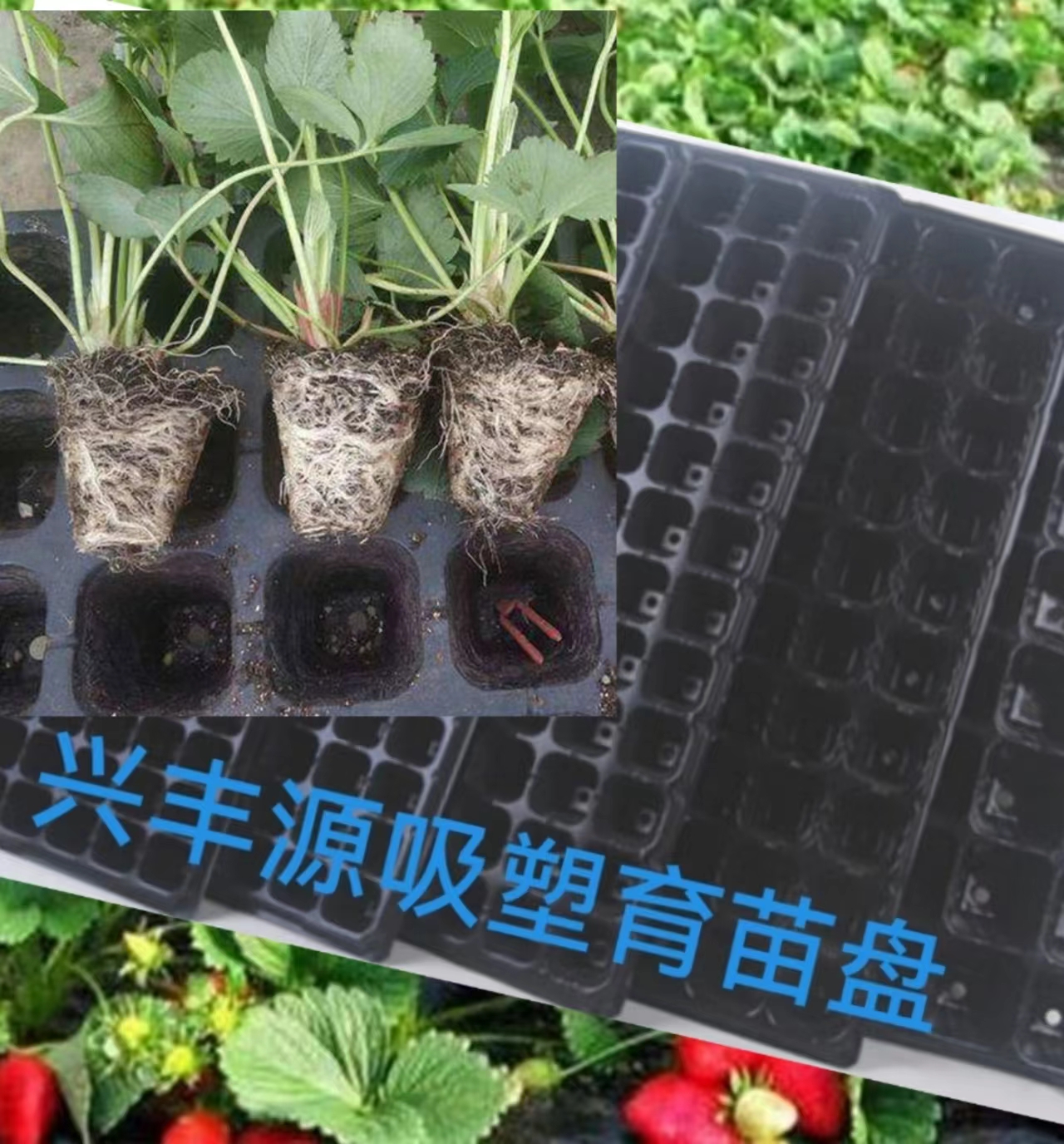巢湖草莓育苗吸塑盘