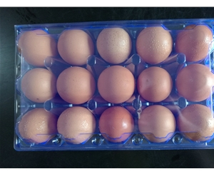 巢湖鸡蛋包装1